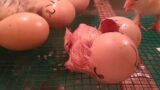 Amazing ! Saw Brahma Chicken Eggs Hatched This Morning