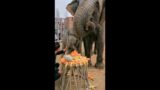 Baby elephant birthday party today | Cute moments | Funniest Animals| #shorts