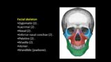 Lecture 1 Bones of the skull
