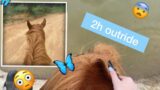Outride on milo | Equestrian Kira