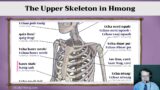 The Upper Skeleton in Hmong