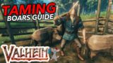 Unlimited leather Scraps! How To Tame Boars In Valheim Quick Guide